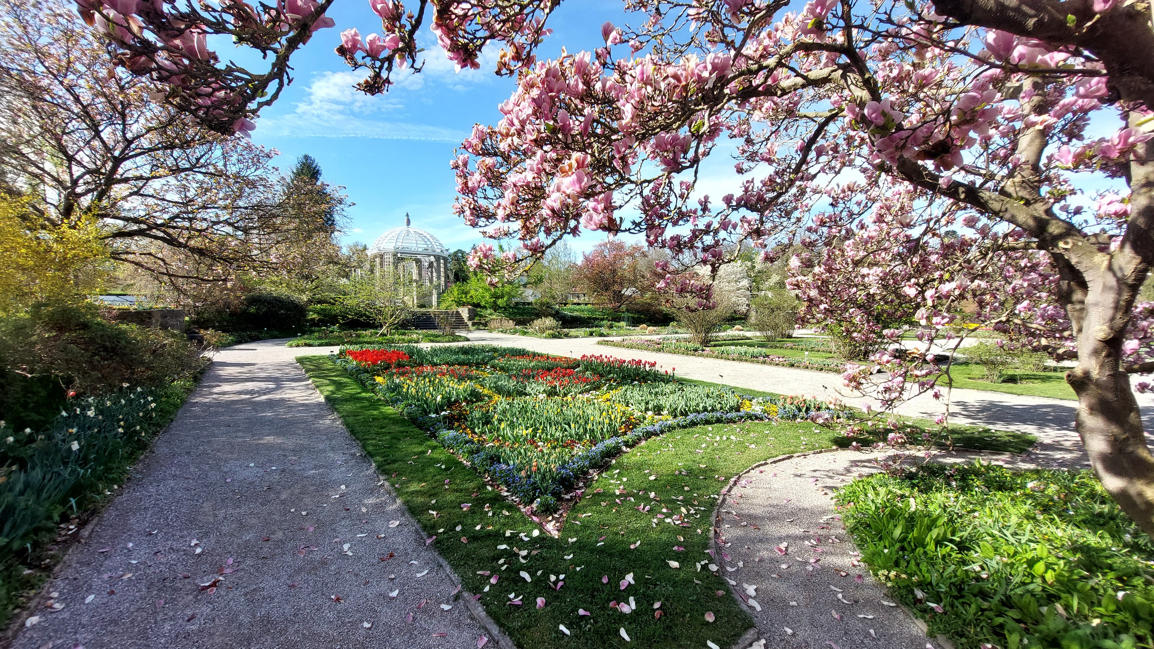 A gravel path through a botanical garden in spring, framed by blooming pink magnolia trees, with tulip beds and a domed pavilion in the background.