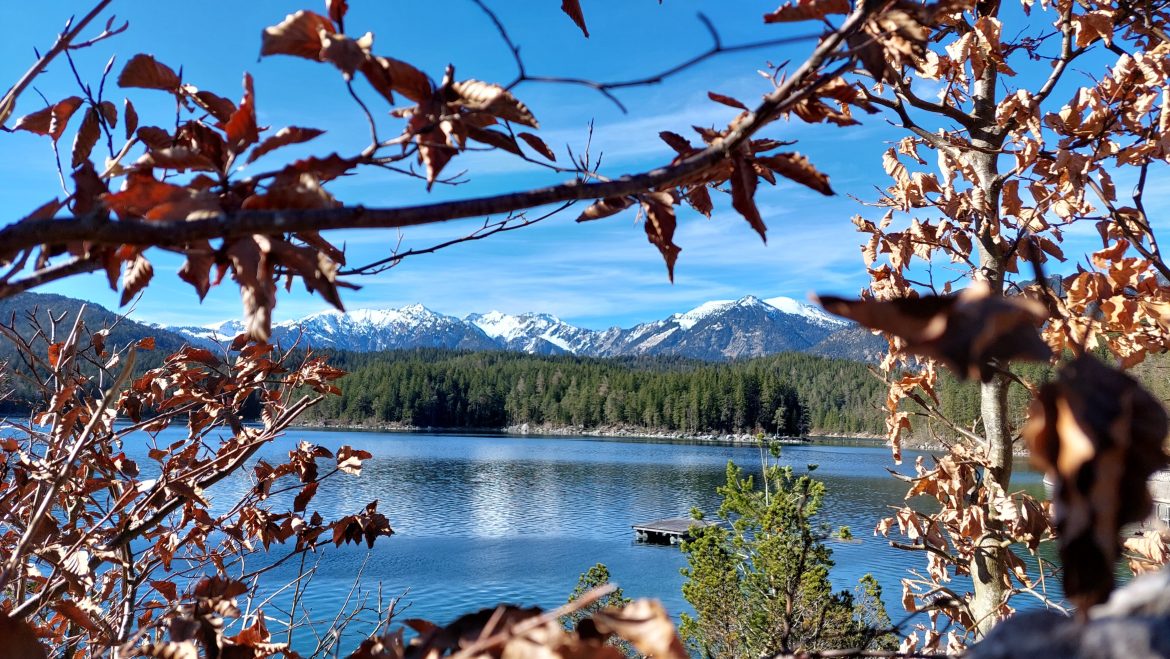 alpsee-hohenschwangau-earlyspring-leaves-bavaria-germany early spring view of alpsee lake through leaves with snowy mountains hohenschwangau, bavaria-germany