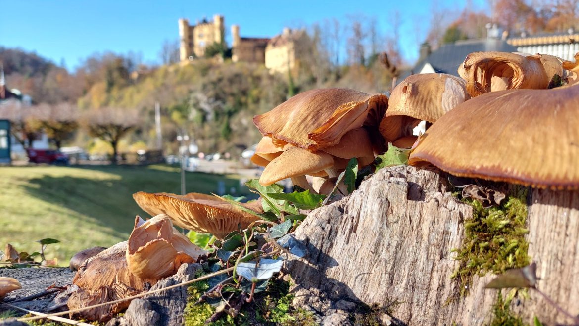 hohenschwangau-castle-mushrooms-autumn-bavaria-germany autumn mushrooms in forest near hohenschwangau castle, bavaria-germany