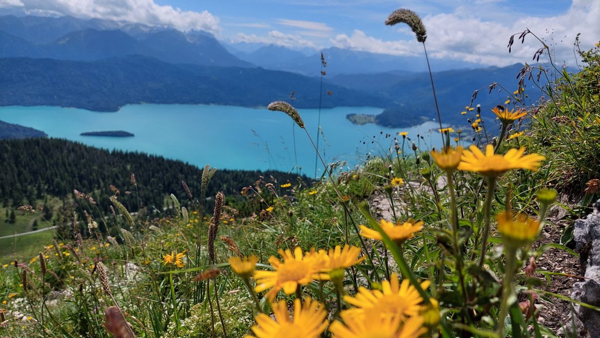 wildflowers lake tegernsee bavaria germany summer nature close up in contact martin