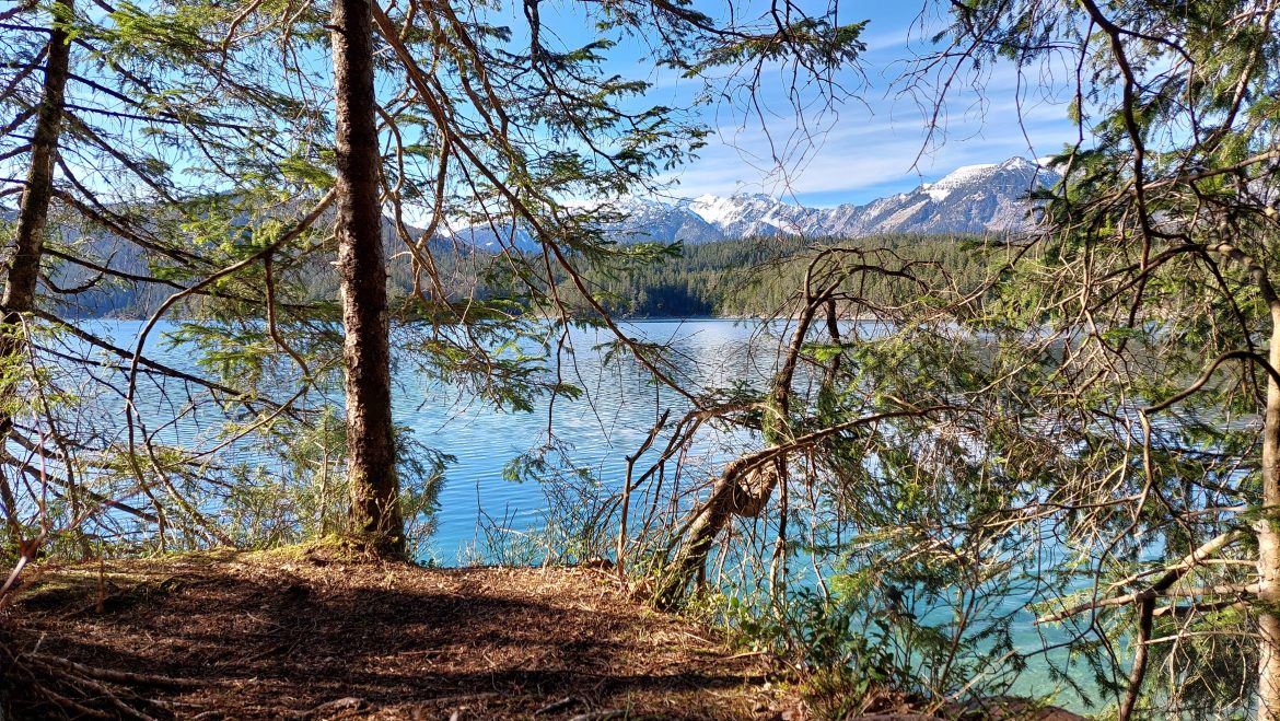 eibsee-lake-march-bavaria-germany Eibsee Lake through pine trees with snowy mountains in spring, Bavaria, Germany